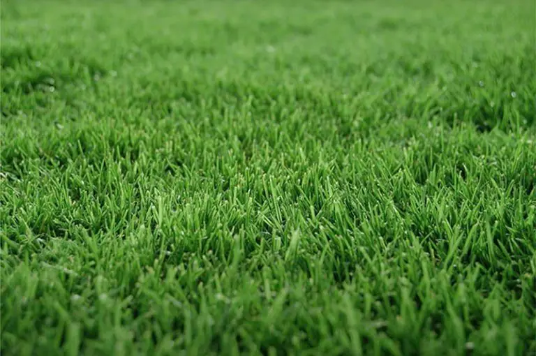 Thicken Your Bermuda Grass with These Tips