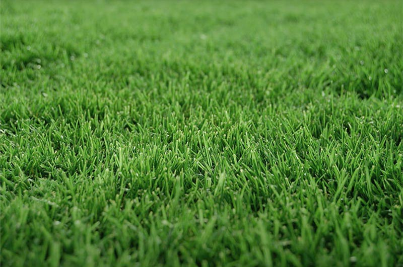 short dark green blades of bermuda grass