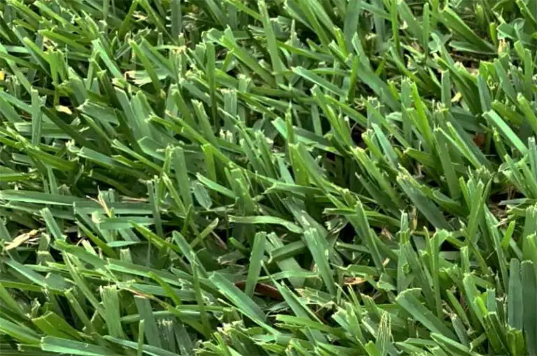 Eliminating Bermuda Grass in Lawns and Gardens