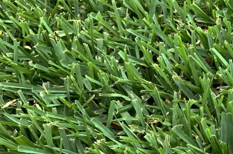 blades of bermuda grass close up