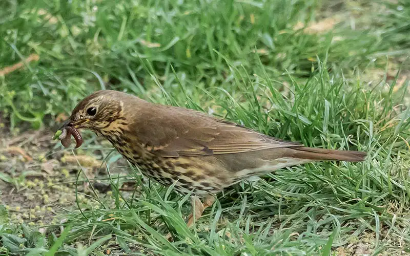 brown bird holding a grub in its beak