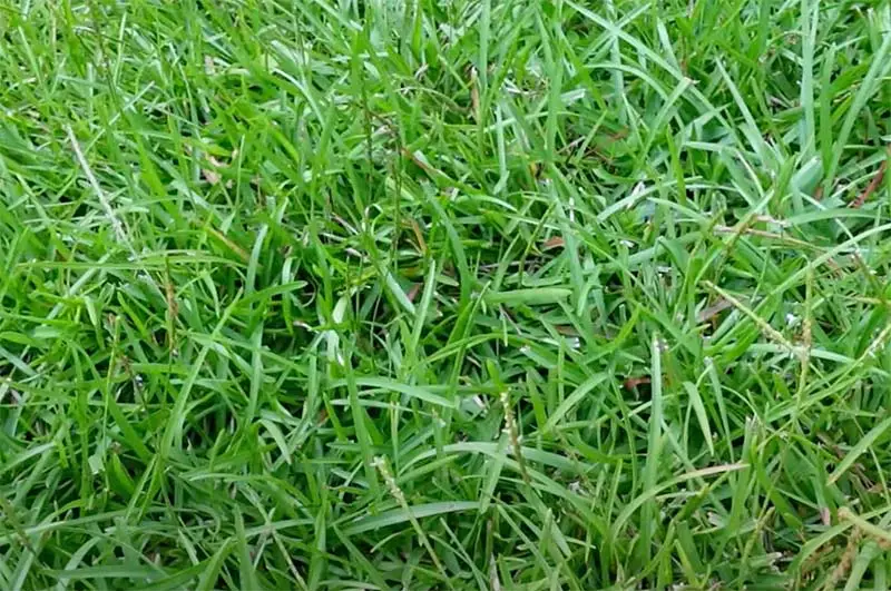 green blades of carpet grass