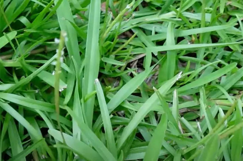 thick green blades of carpet grass close up