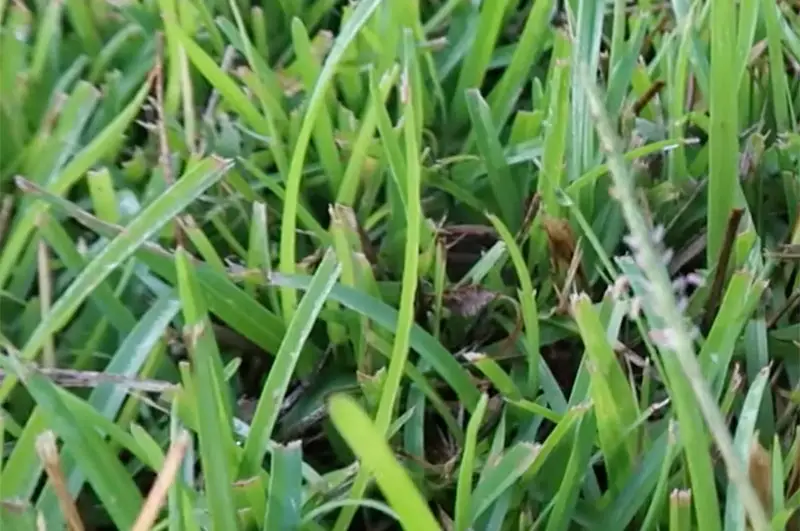 light green blades of centipede grass