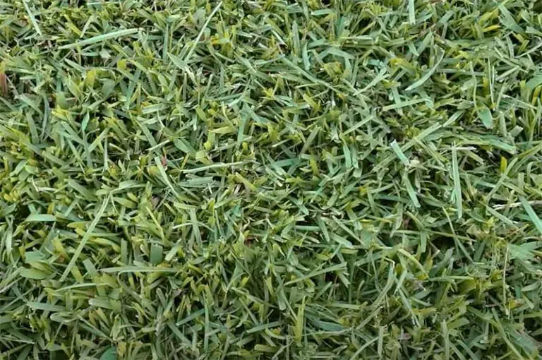 How to Make Centipede Grass Spread for a Thicker Lawn