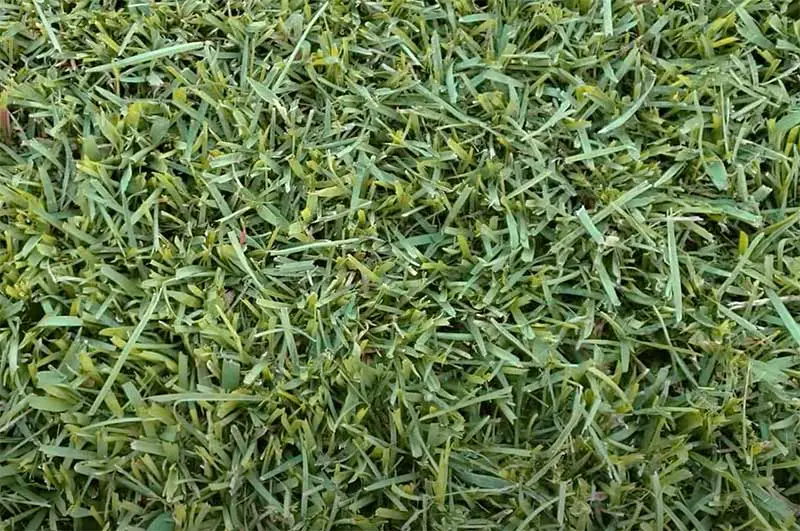 green blades of centipede grass