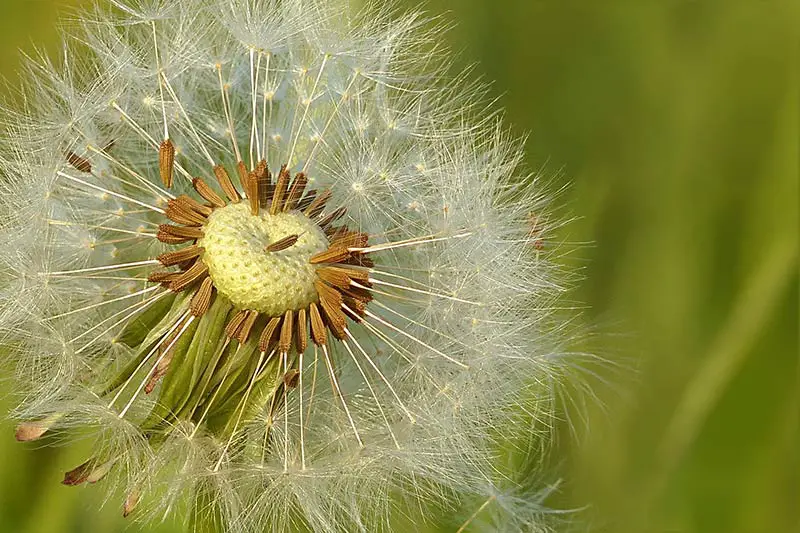 a dandelion seedhead