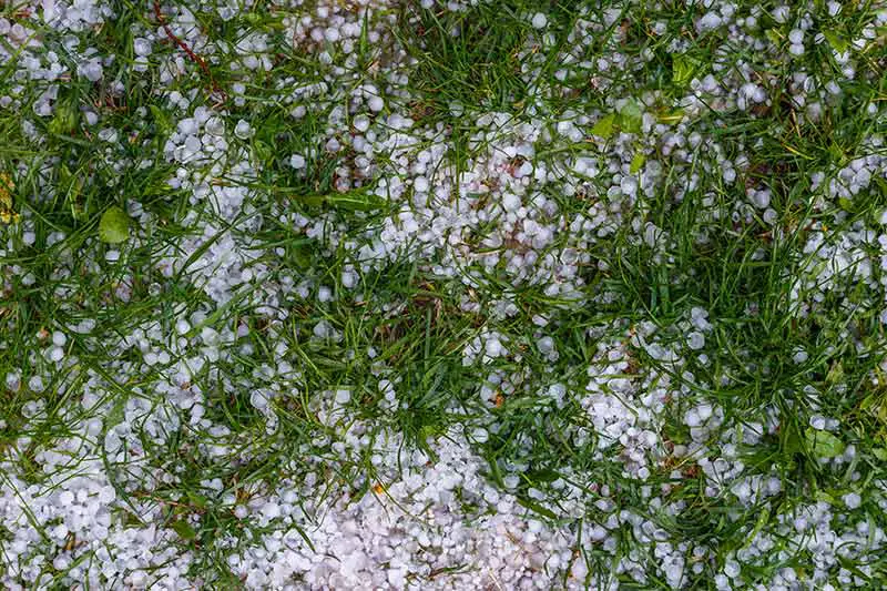 epsom salt dispersed among grass