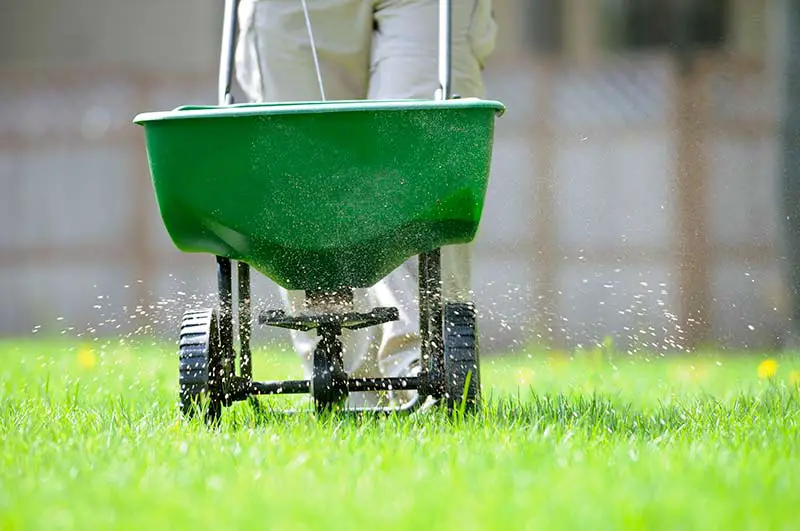 man pushing fertilizer broadcast spreader