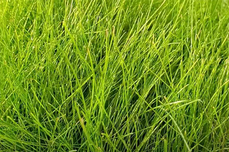 fine green blades of fine fescue grass