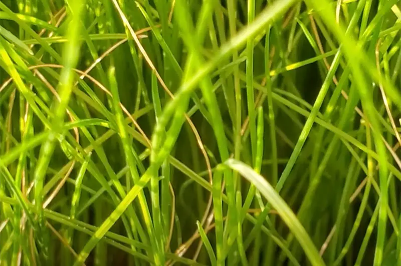 fine green blades of fine fescue grass