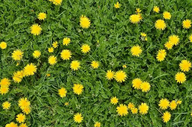 How to Get Rid of Dandelions