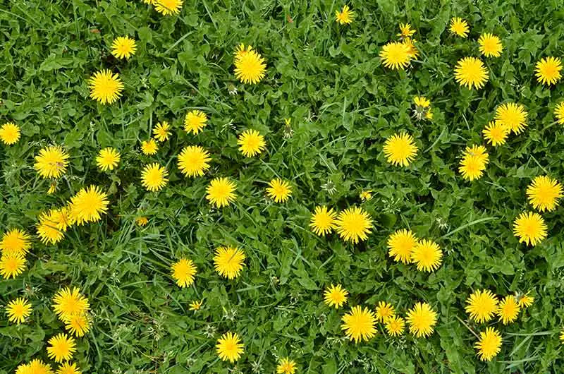 grass covered in yellow dandelion flowers