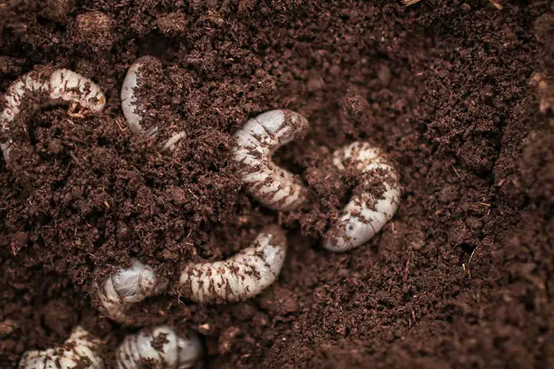 a collection of grubs burrowing in dirt