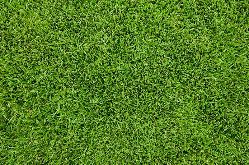 green grassy lawn