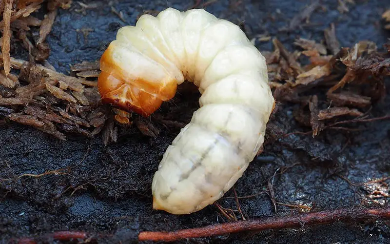 a white lawn grub