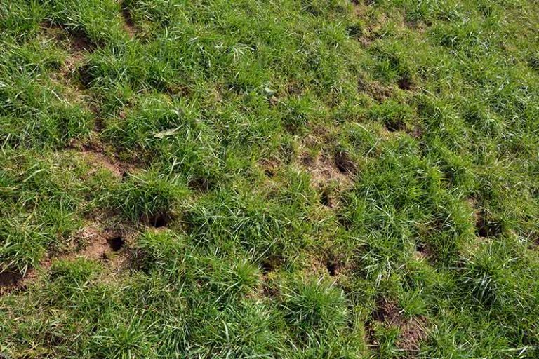 Holes In Yard: Causes And How To Repair Your Lawn