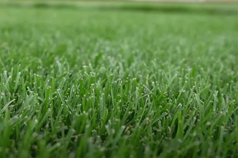 Comparing Kentucky Bluegrass and Tall Fescue