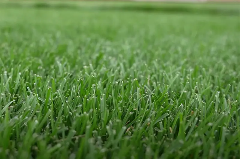 kentucky bluegrass on lawn