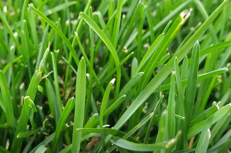 bright green blades of kentucky bluegrass close up