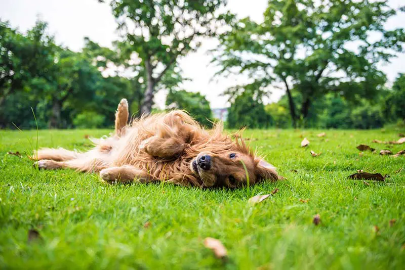 a dog rolling on a lawn