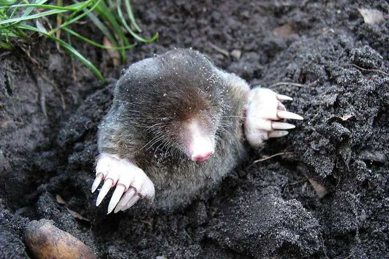 dark brown mole emerging from soil