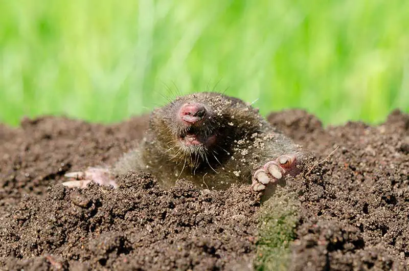 brown mole emerging from soil