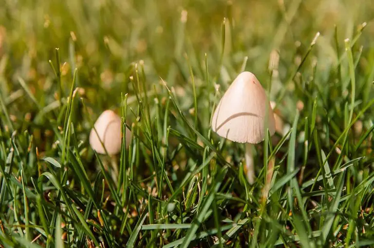 Are Lawn Mushrooms Poisonous?