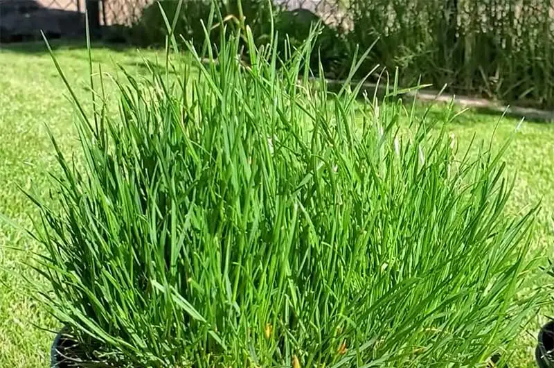 tall green blades of perennial ryegrass