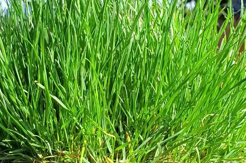 tall green blades of perennial ryegrass close up