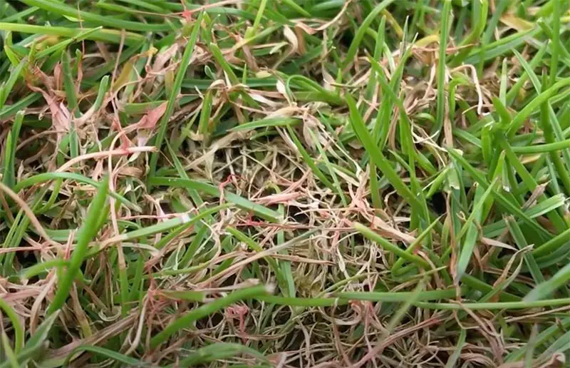 red strands of grass affected by red thread lawn disease