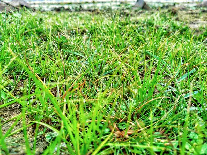 green and red grass affected by red thread lawn disease