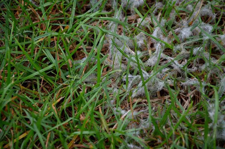 What Is Snow Mold And How To Treat It?