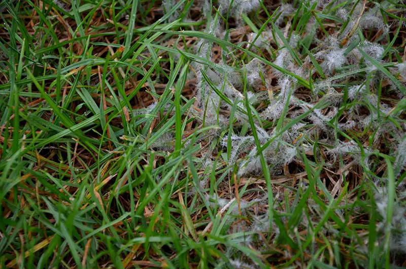 white downy snow mold on lawn