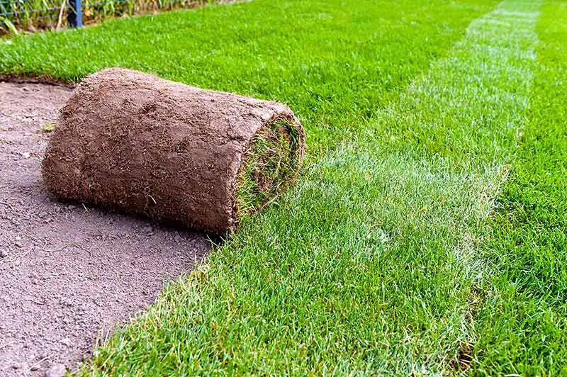 lawn with rolls of sod and visible sod lines