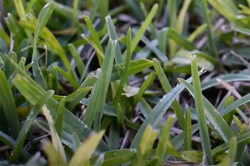 thick green blades of st augustine grass close up