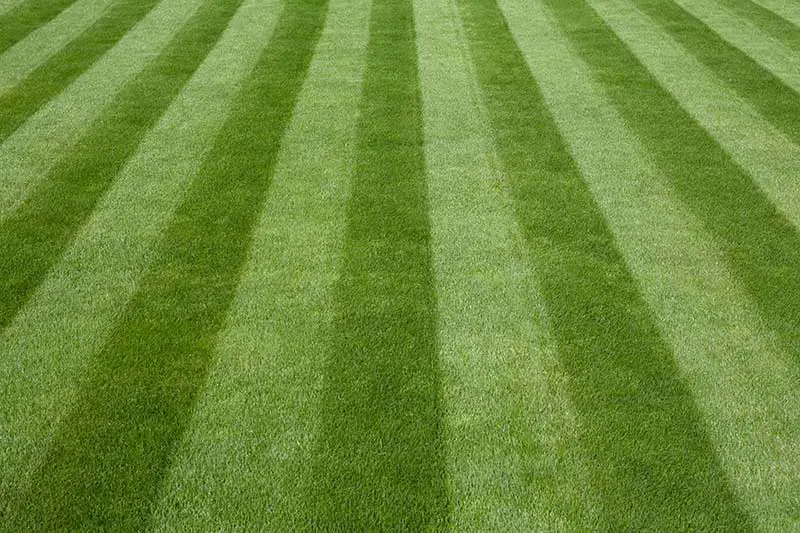 an evenly striped lawn