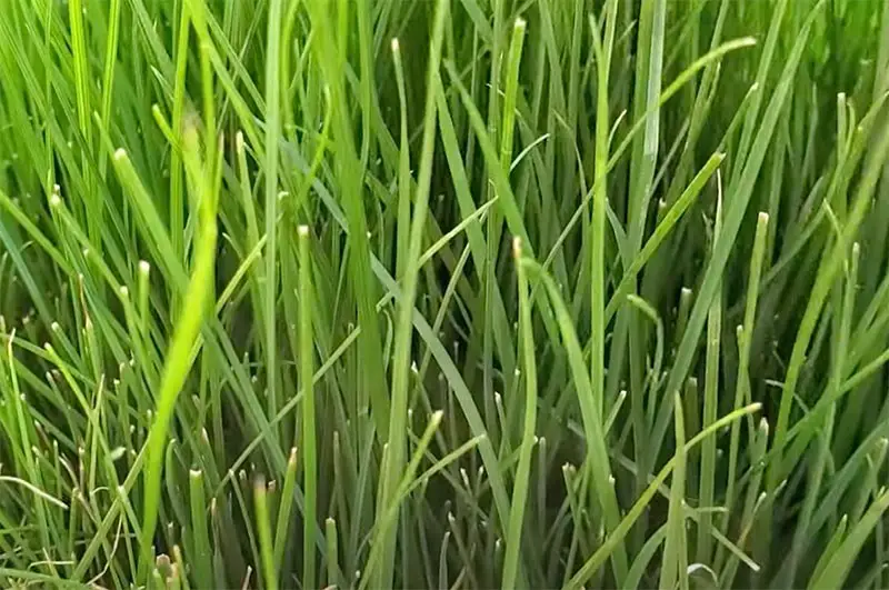 long green blades of tall fescue close up