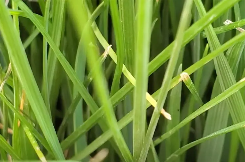 light green blades of tall fescue grass