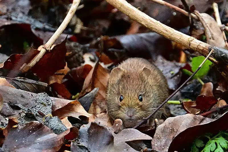 small light brown vole in humus