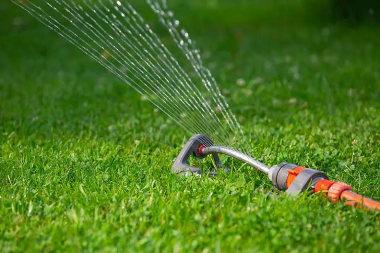 New Sod Survival Guide: How Often to Water for a Healthy Lawn