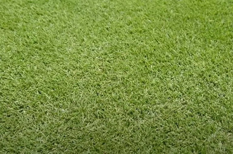 Choose the Best Grass for Your Lawn: Zoysia vs. Bermuda