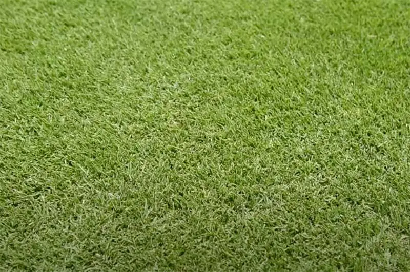 a lawn with zoysia grass