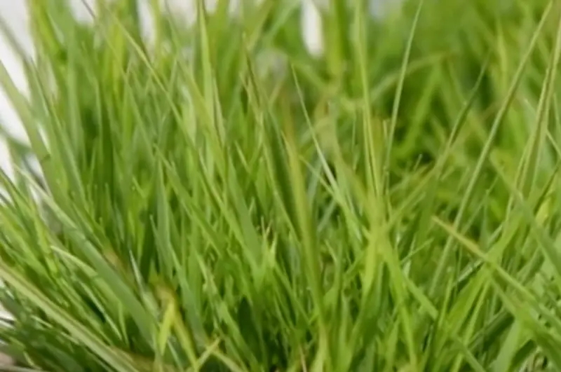 fine blades of zoysia grass close up