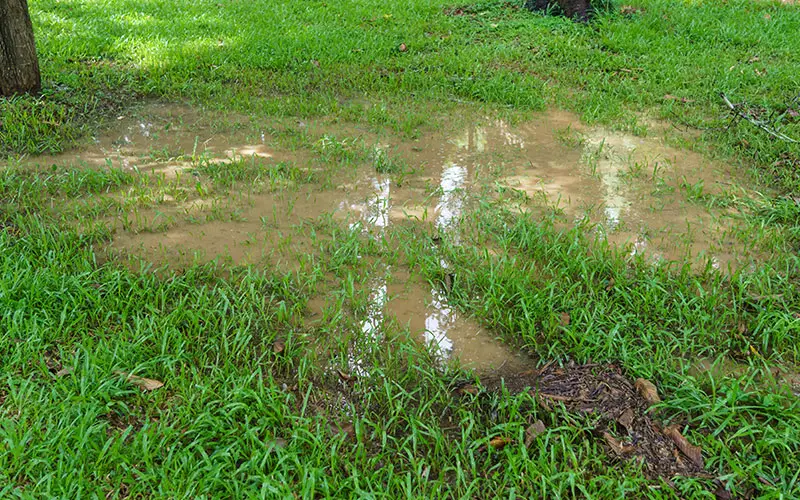 muddy standing water on lawn