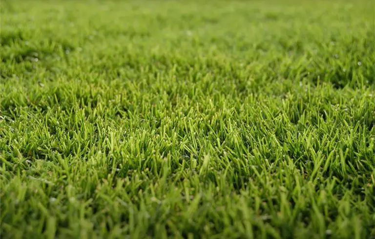 How To Get Bermuda Grass To Spread Thicker And Greener