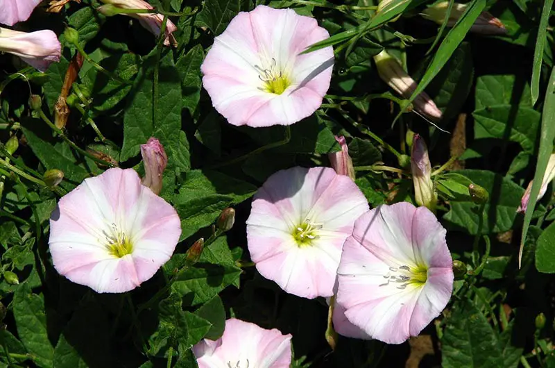 pink bindweed flowers