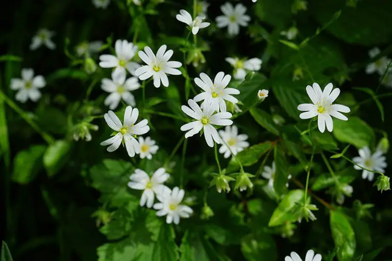 How to Get Rid of Chickweed in a Lawn or Garden
