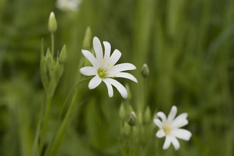 small white flower of chickweed plant