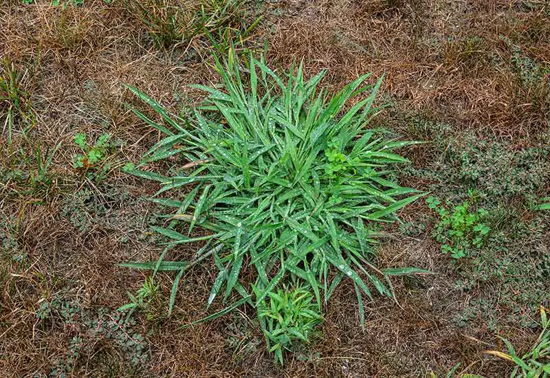 a small clump of crabgrass in the middle of a patch of soil